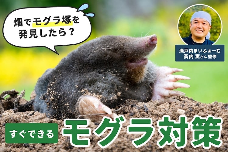 モグラ退治をしてはいけない理由とは。専門家に聞く正しい対策