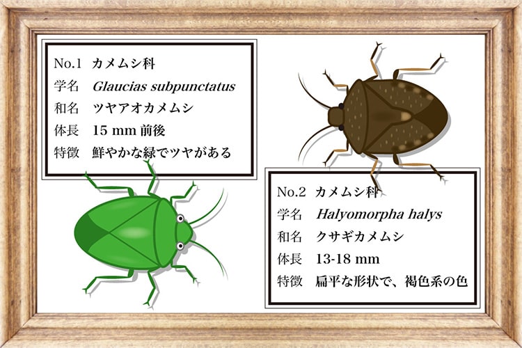 京都大学教授が監修。本当は愛おしいカメムシ図鑑