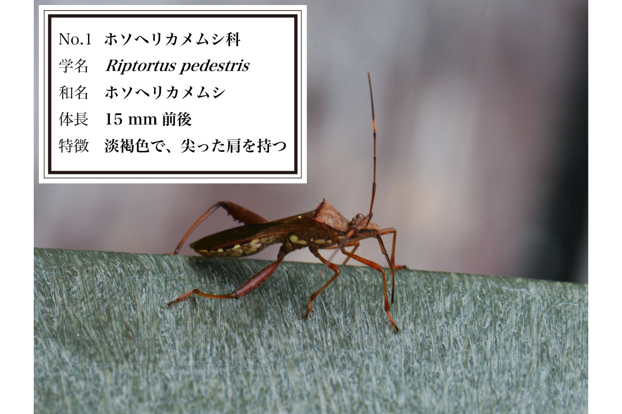 京都大学教授が監修。本当は愛おしいカメムシ図鑑 | となりのカインズさん