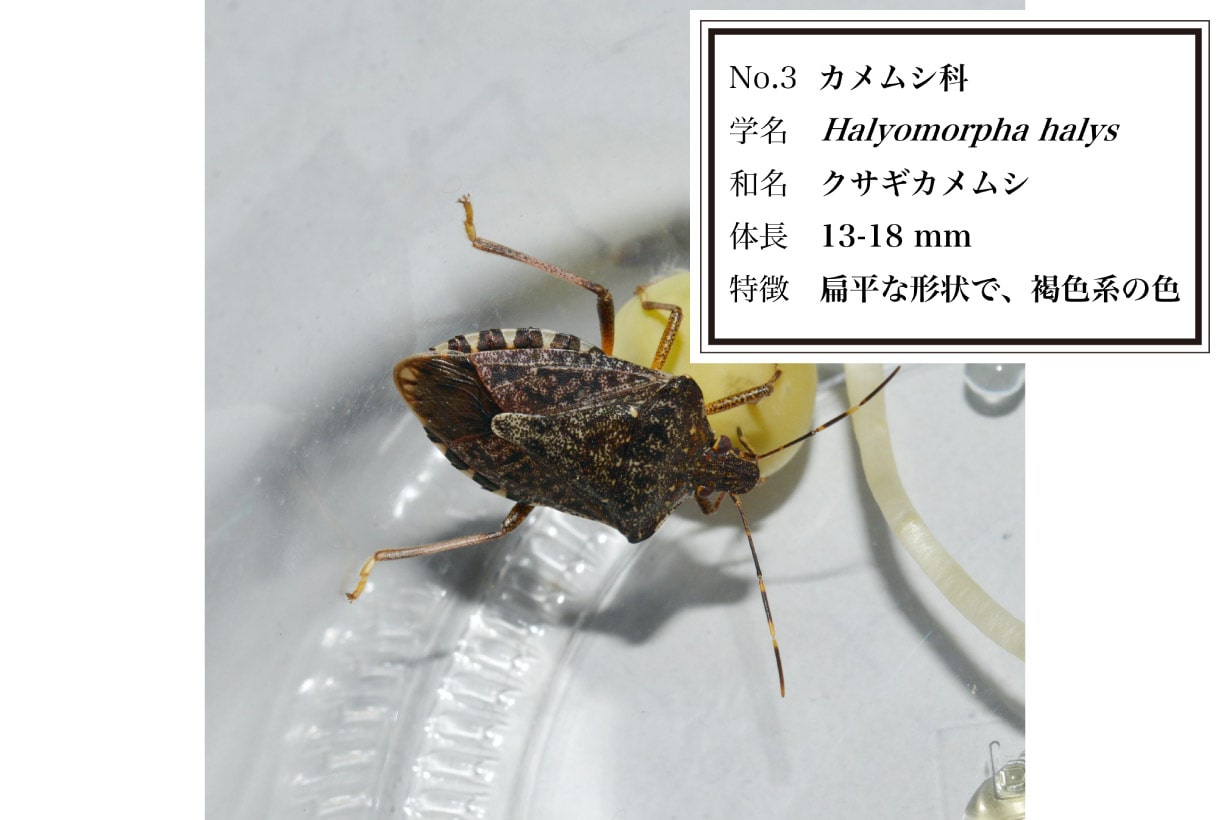 京都大学教授が監修。本当は愛おしいカメムシ図鑑 | となりのカインズさん