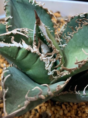 メダカが好きならきっとハマる!? 魅惑の植物「アガベ」の種まき