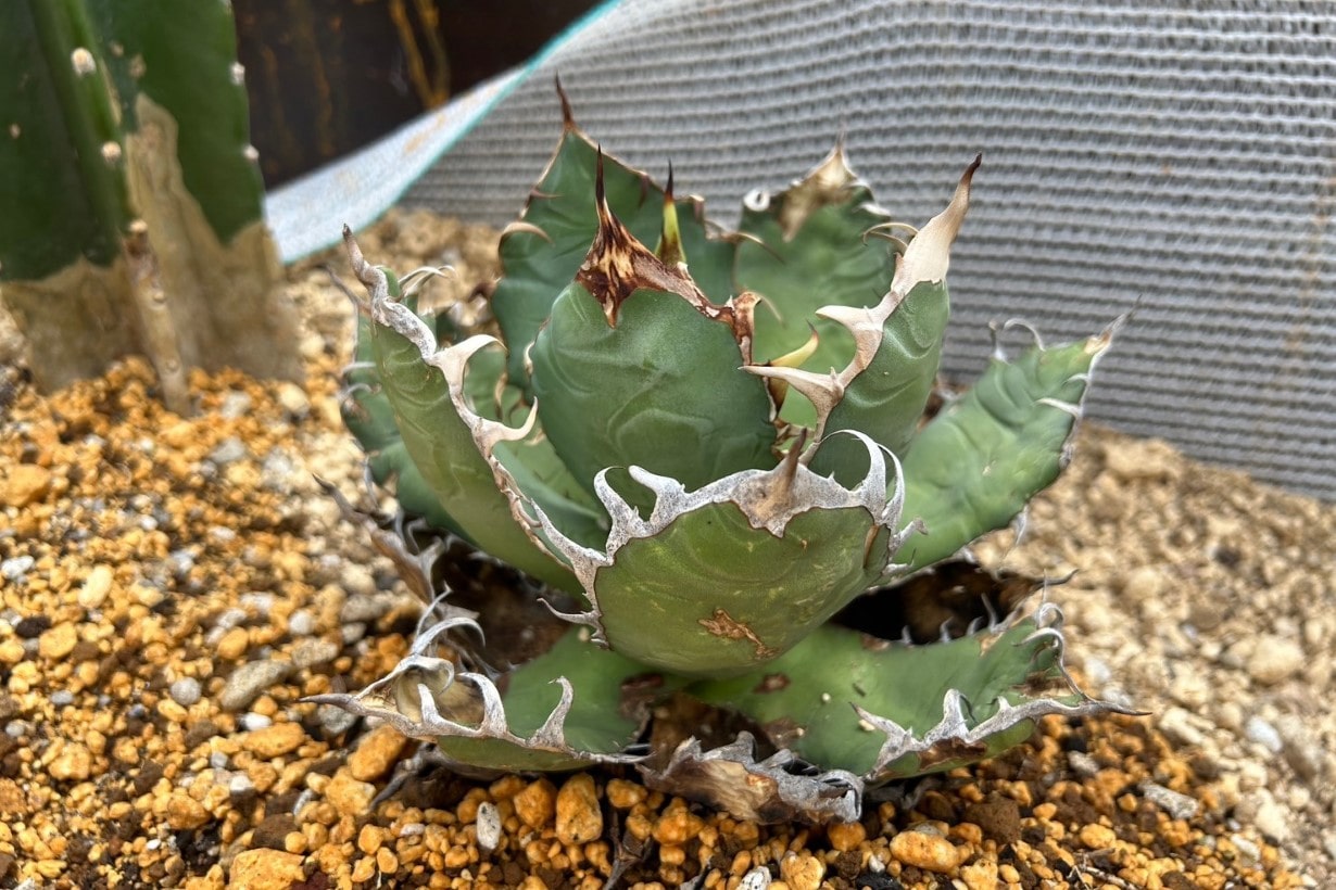 メダカが好きならきっとハマる!? 魅惑の植物「アガベ」の種まきから