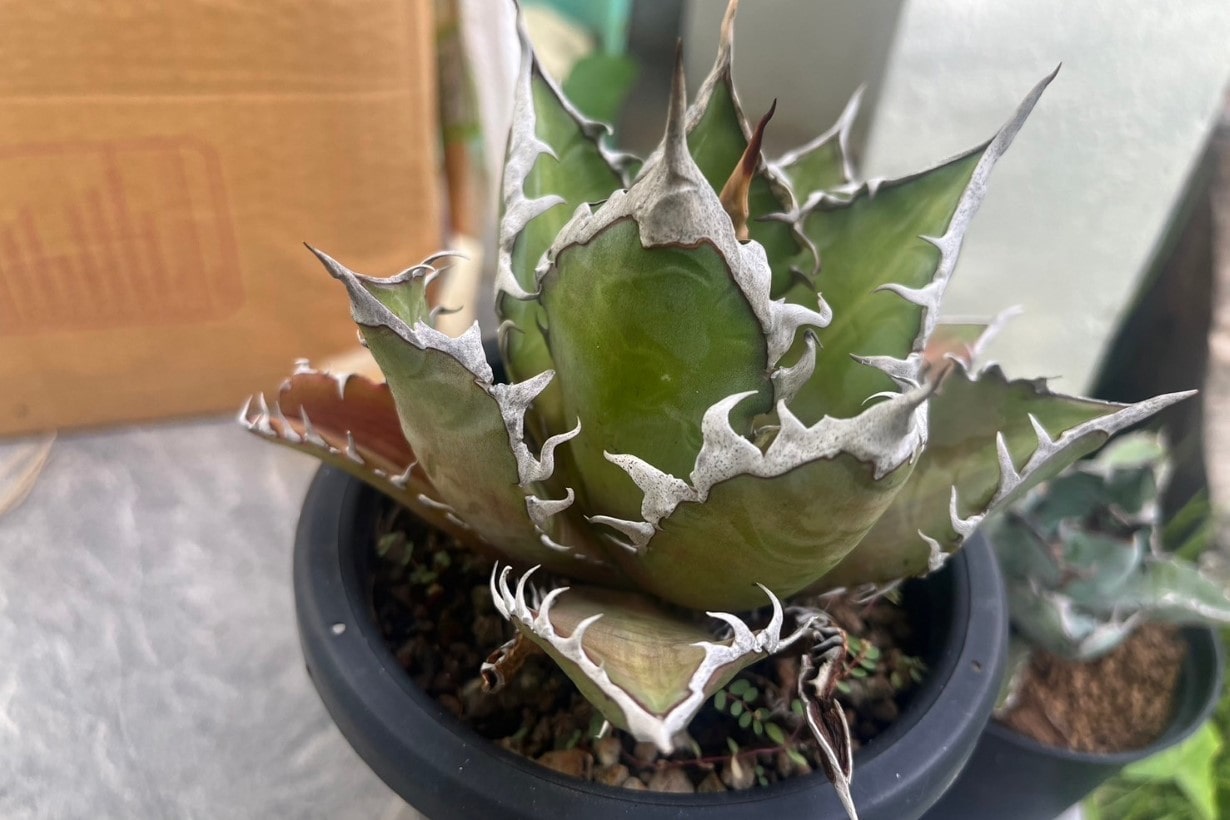 メダカが好きならきっとハマる!? 魅惑の植物「アガベ」の種まきから