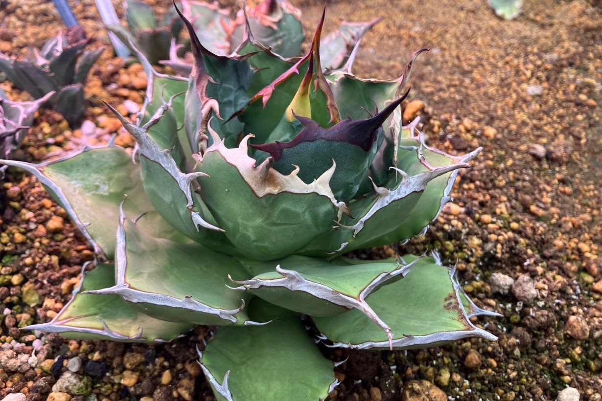 メダカが好きならきっとハマる!? 魅惑の植物「アガベ」の種まきから