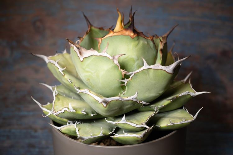 メダカが好きならきっとハマる!? 魅惑の植物「アガベ」の種まきから育成方法