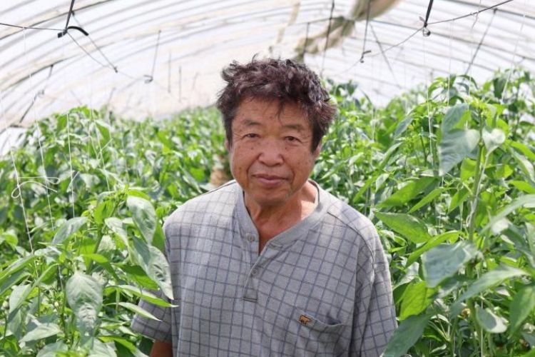 日本一のピーマン産地・茨城県神栖市のプロ農家に「おいしいピーマン」の育て方を聞いてきた