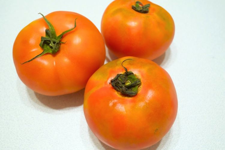 トマトについたカメムシ対策｜家庭菜園でカメムシからトマトを守る方法