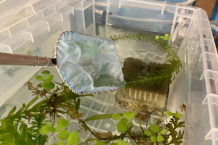 メダカ室内飼育の新定番『フタ付ハードコンテナ』が便利すぎた