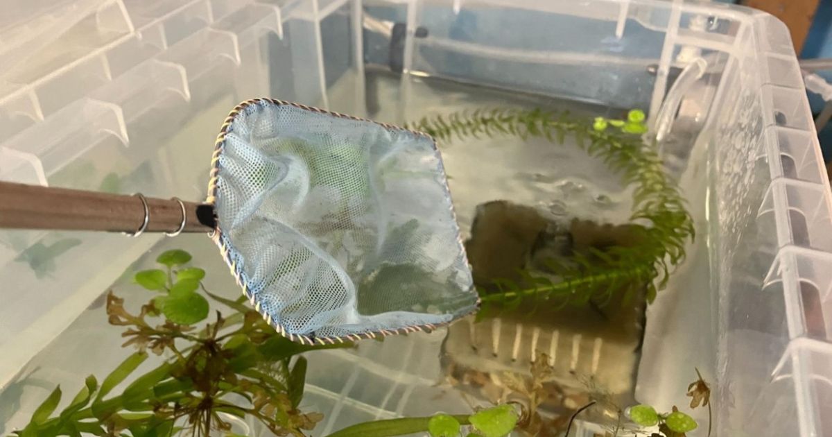 メダカ室内飼育の新定番『フタ付ハードコンテナ』が便利すぎた