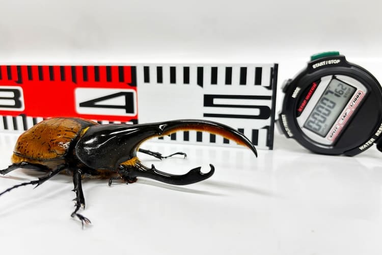 虫より速く走れるか？ 虫たちと50m走で勝負してみた。
