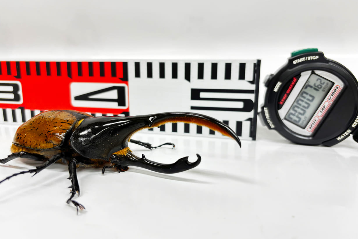 虫より速く走れるか？ 虫たちと50m走で勝負してみた。