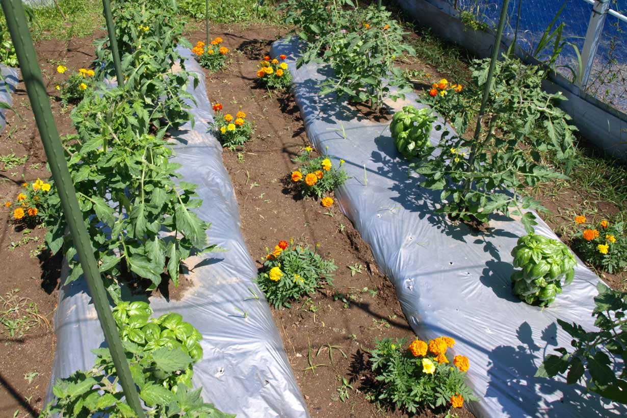 家庭菜園のコツ】ポリマルチで失敗を回避せよ。マルチングでつかむ豊作