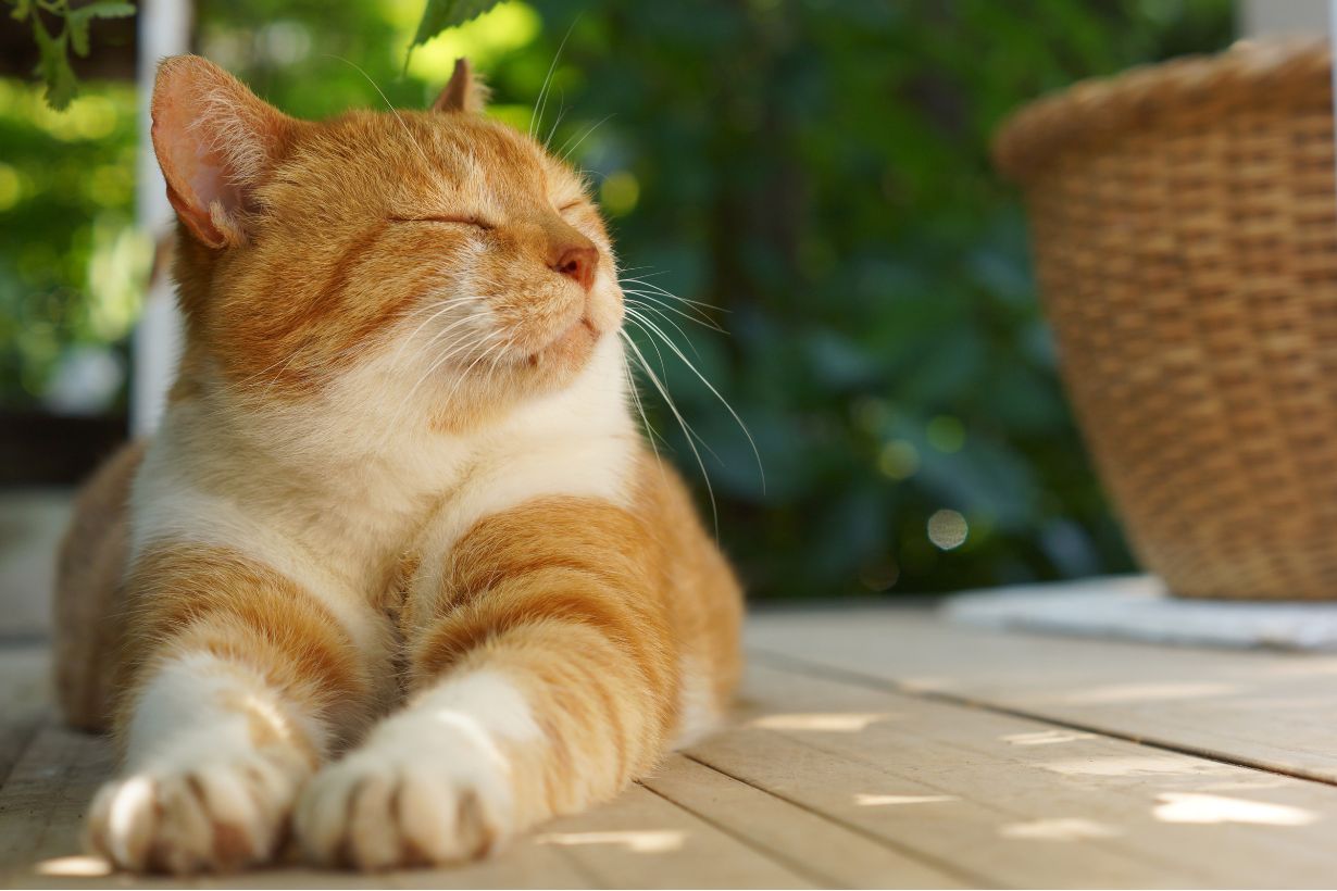 2025年】我が家はここだ！ねこ様の「特等席」フォトコンテスト