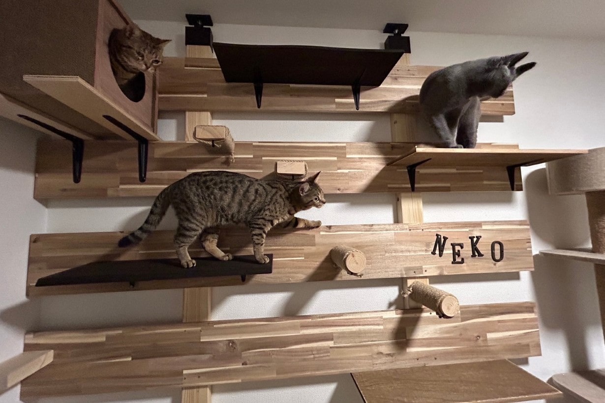 DIY】賃貸でもOK！ 2×4アジャスターで作るおしゃれキャットウォーク