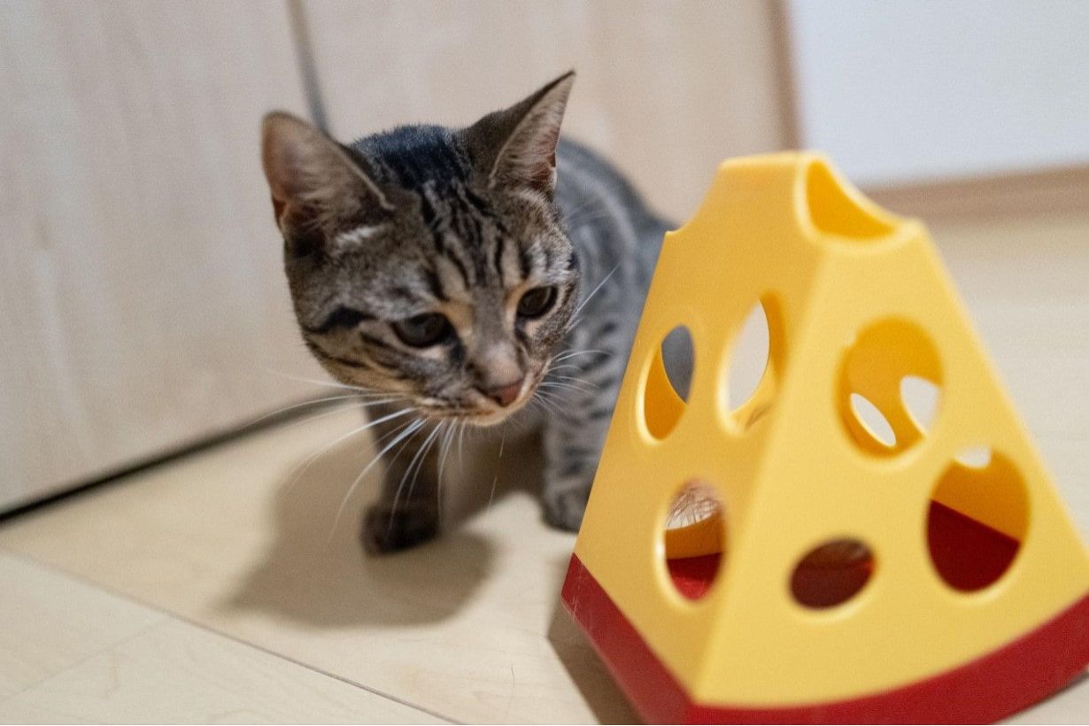 【猫界に衝撃】 8匹の猫が本気で選んだ「自動おもちゃ」No.1はコレだ