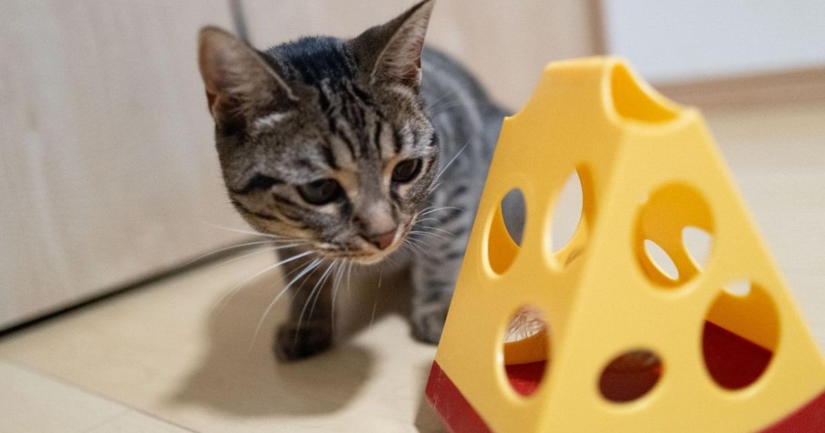 【猫界に衝撃】 8匹の猫が本気で選んだ「自動おもちゃ」No.1はコレだ