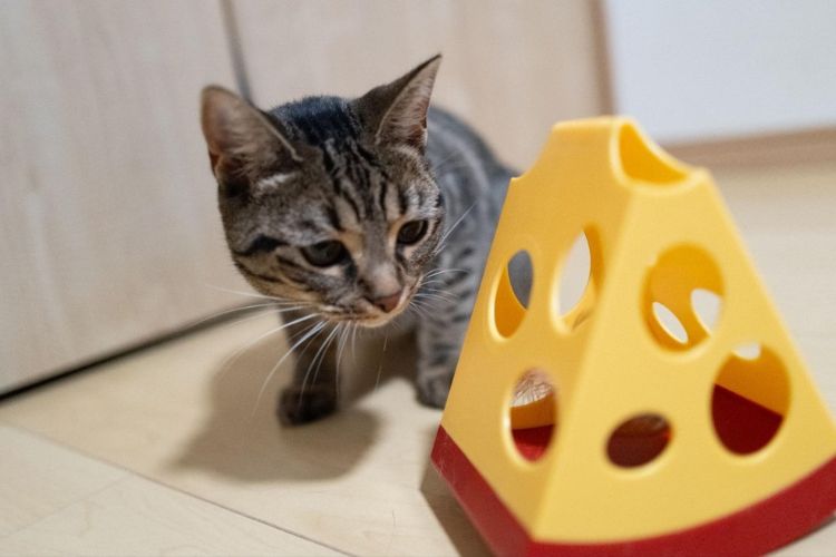 【猫界に衝撃】 8匹の猫が本気で選んだ「自動おもちゃ」No.1はコレだ