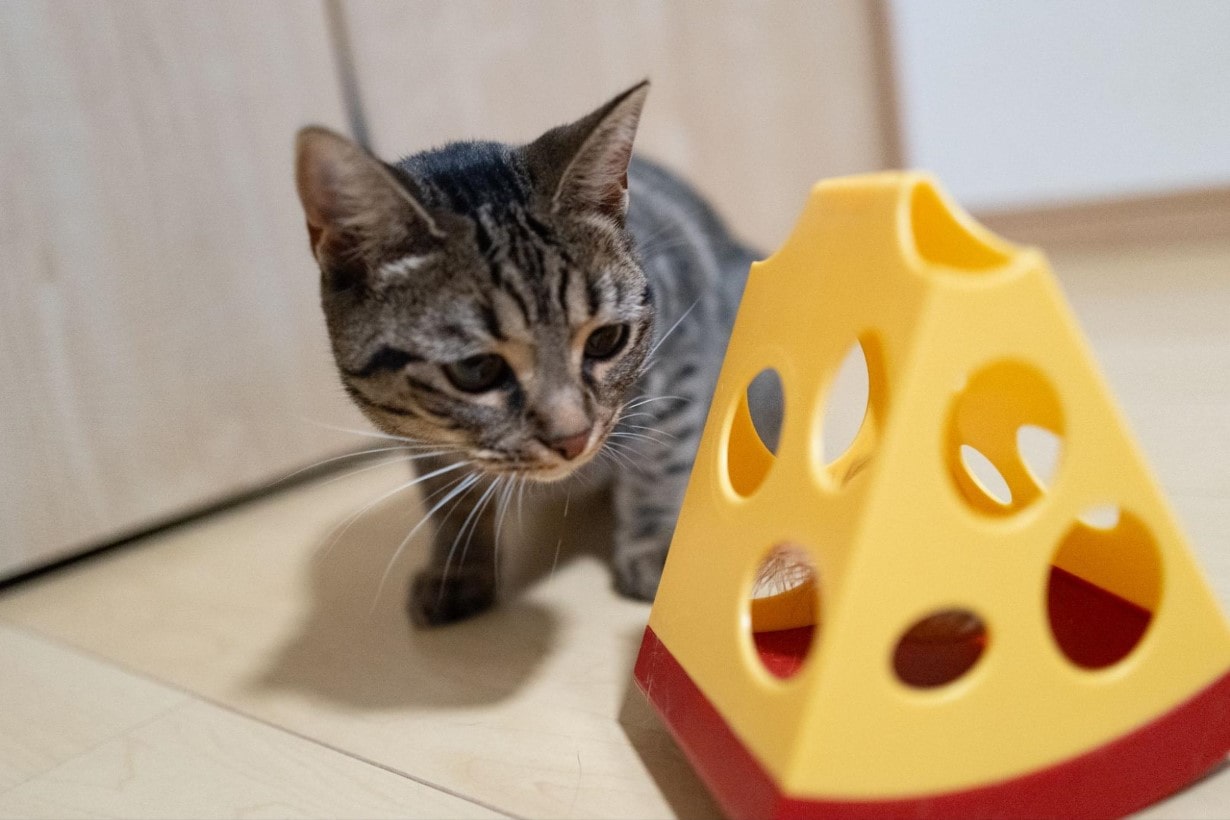 猫界に衝撃】 8匹の猫が本気で選んだ「自動おもちゃ」No.1はコレだ