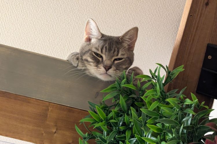 こたつと猫と私、三方良しの楽園をカインズで作ってみた