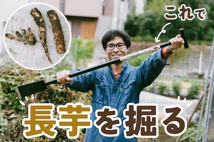 カインズで買った「山芋掘り両刃パイプ柄T型」で、長芋を収穫する