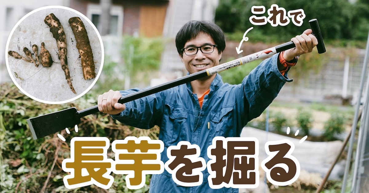 カインズで買った「山芋掘り両刃パイプ柄T型」で、長芋を収穫する