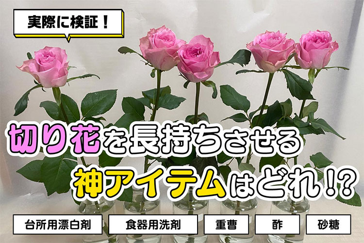 【検証】切り花を長持ちさせる鍵はキッチン用品！？ 老舗生花店に聞いた裏ワザを試してみた
