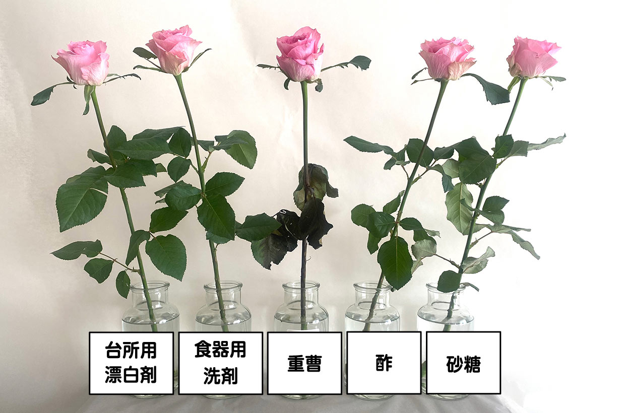検証】切り花を長持ちさせる鍵はキッチン用品！？ 老舗生花店に聞いた 