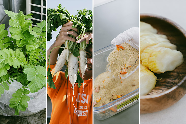 たくあんを食べたい！ 大根から育てて自家製たくあんを作る