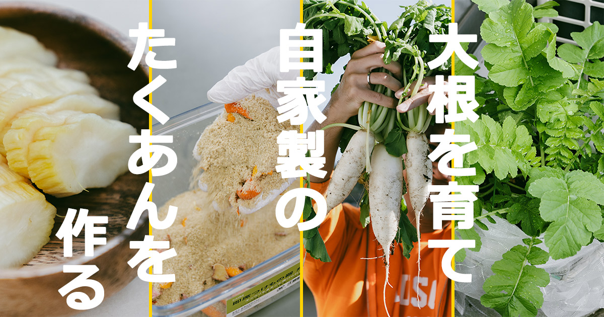 たくあんを食べたい！ 大根から育てて自家製たくあんを作る | となりのカインズさん