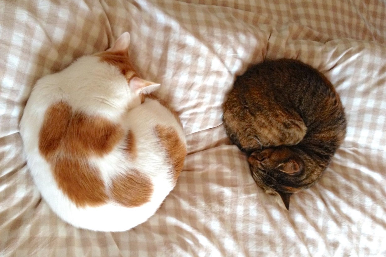 カインズの「猫丸型ベッド」のおかげで家中にかわいい カインズの「猫丸型ベッド」のおかげで家中にかわいい