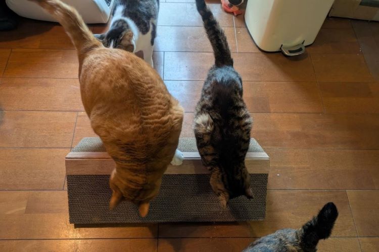 お猫様も飼い主も大満足！ カインズの爪とぎで解決する壁紙の悩み