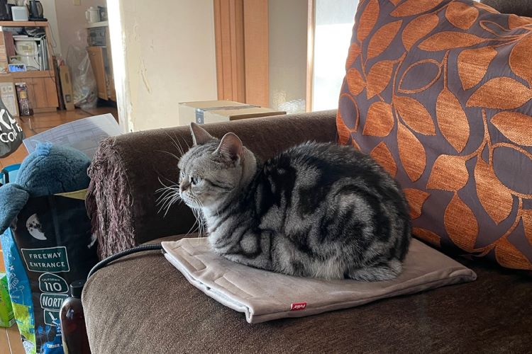 独り占めしたい！ペット用ヒーターをめぐる猫たちの攻防