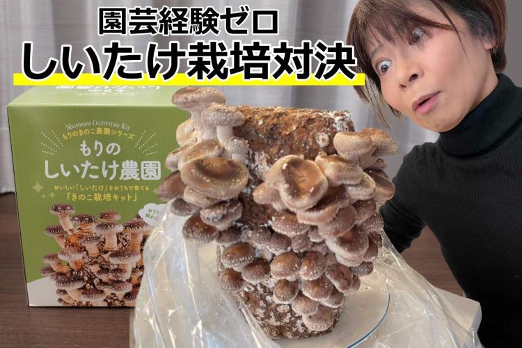 【対決】園芸経験ゼロでもしいたけを育てられるか？