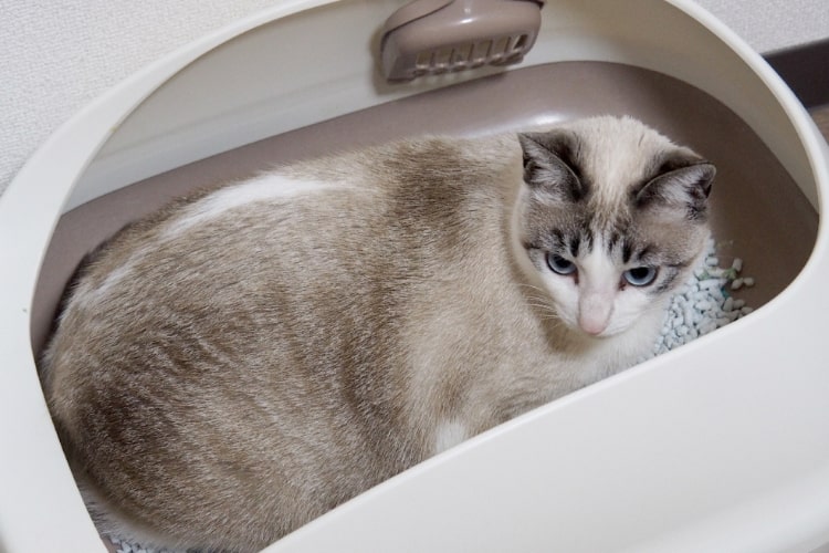 ネコ砂の正解はコレ！「もっと濃いブルーに変わる紙製のネコ砂」の魅力を新人ネコ記者が解説