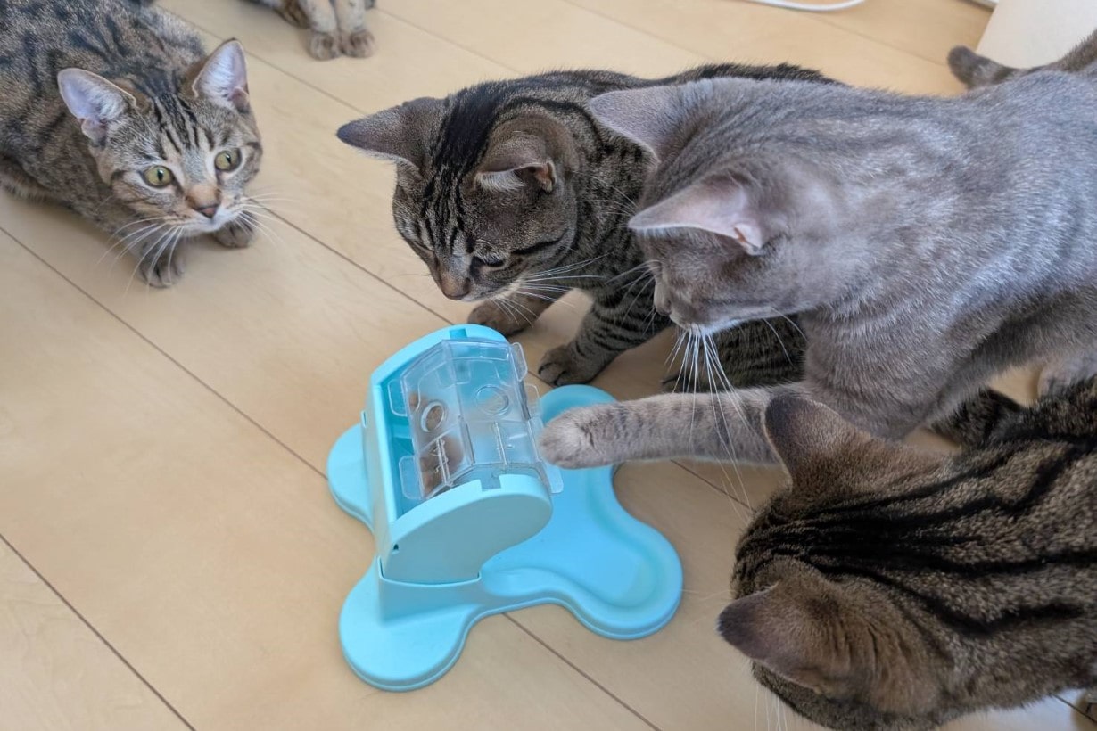 検証】猫は学習する？ 8匹の猫たちと1週間の知育玩具チャレンジ
