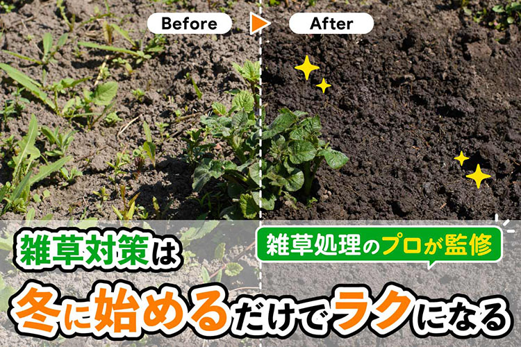 冬から始める「雑草根絶作戦」。夏の草むしりから解放される方法
