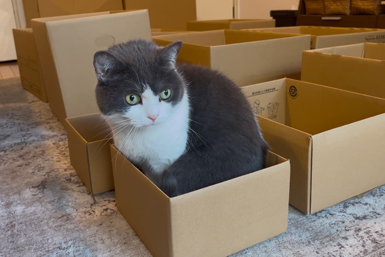検証】猫は迷わず箱に入る？ 我が家の猫が本音で選ぶ 「ダンボール箱