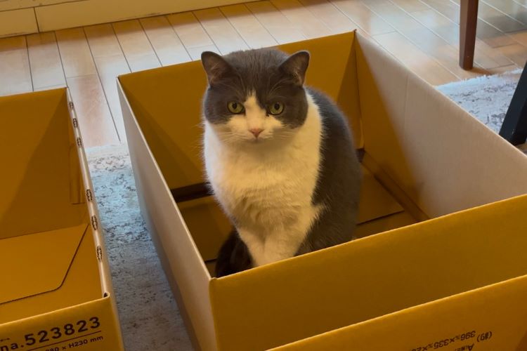 【検証】猫は迷わず箱に入る？ 我が家の猫が本音で選ぶ 「ダンボール箱選手権」