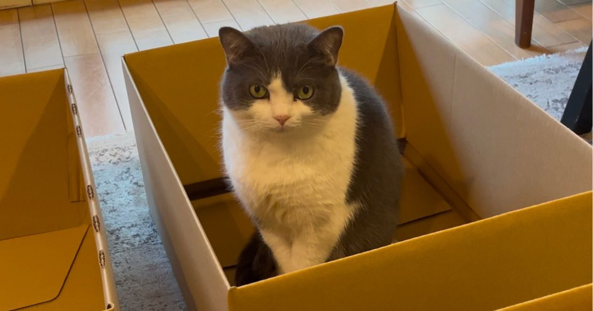 cat-cardboard_og-min.jpg