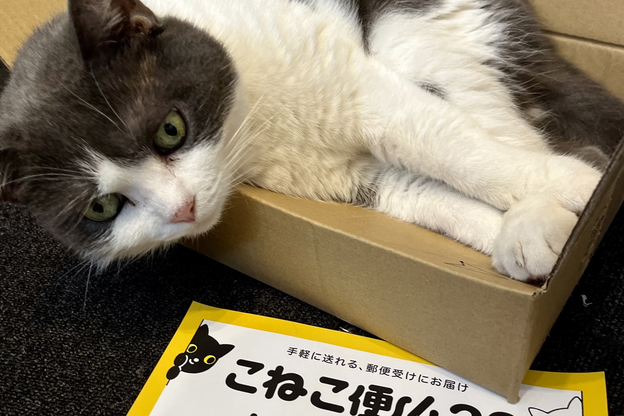 検証】猫は迷わず箱に入る？ 我が家の猫が本音で選ぶ 「ダンボール箱