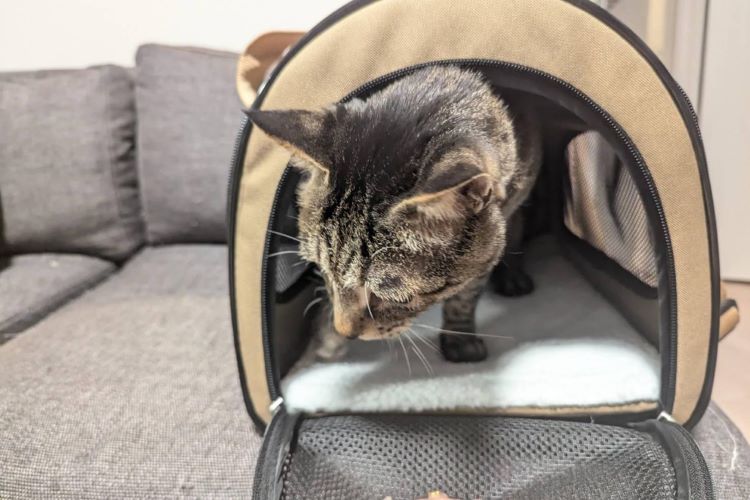 ぽっちゃり猫でも安心。カインズで見つけた理想のペット用キャリーバッグ