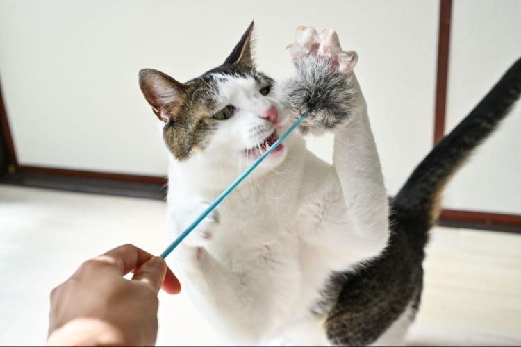 カインズの「ベスト・オブ・猫じゃらし」はどれ？遊び盛りの猫に全力で遊んでもらってみた