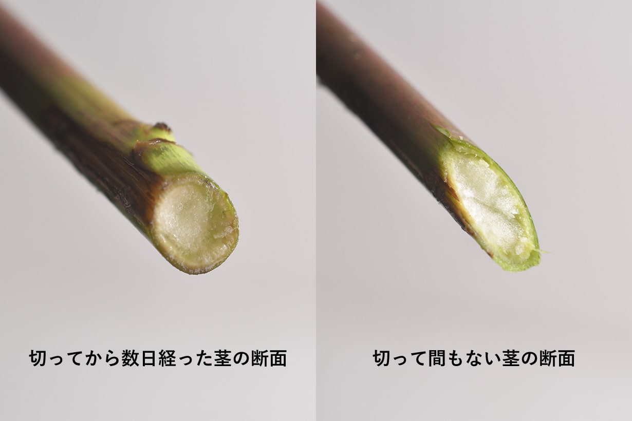 切ってから数日経った茎の断面と、切って間もない茎の断面の比較