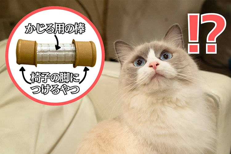猫おもちゃをDIYしてわかった、意外すぎる愛猫の好みと“猫心”のつかみ方