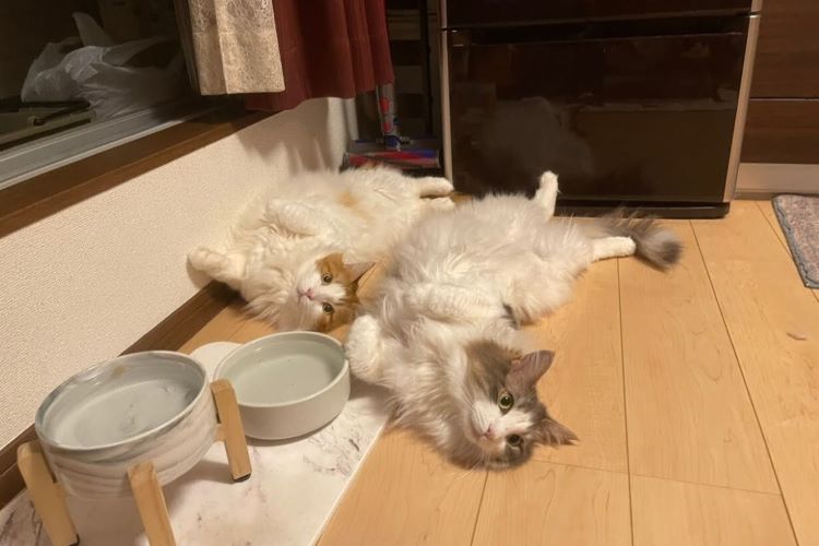 猫あるある、いくつ共感できますか？ 猫好きによる、猫好きのための偏愛座談会