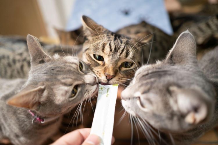 猫が夢中になる理由とは？ カインズの「ピューレ」の秘密を調査してきた