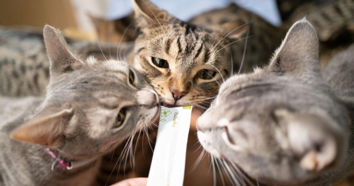 猫が夢中になる理由とは？ カインズの「ピューレ」の秘密を調査してきた | となりのカインズさん