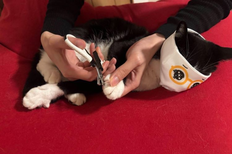 「自宅で愛猫の爪が切れない…」を解消。カインズで見つけた、猫の爪切りお助けアイテム