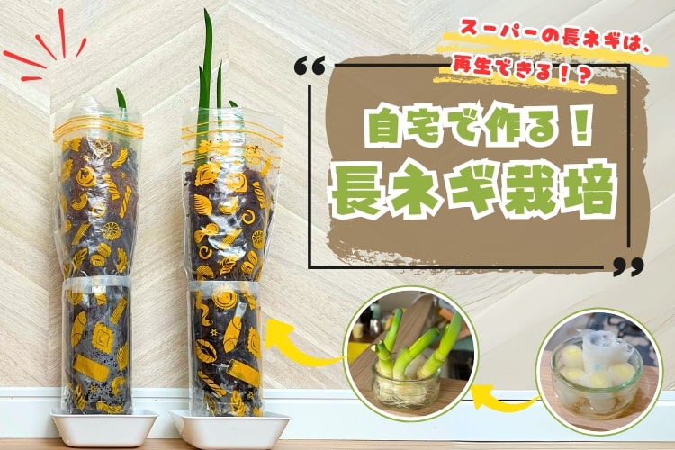 自宅で長ネギは栽培できる? 庭なし団地暮らしでもできるお手軽栽培法