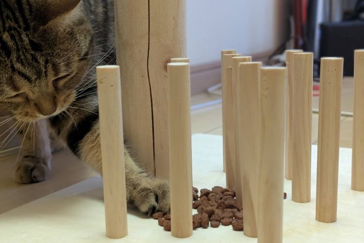 猫の知育玩具で夜の大運動会を防ぐ。おすすめ知育玩具とDIY術【獣医師監修】